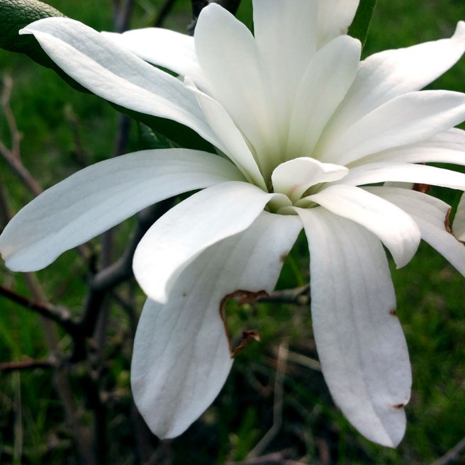 Magnolia-første-blomstring
